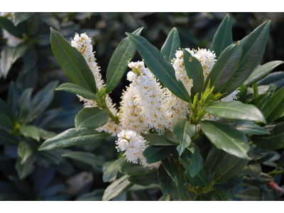 Prunus laurocerasus