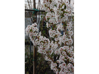 Prunus nipponica var. kurilensis 