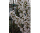 Prunus nipponica var. kurilensis  Brilliant