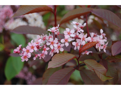 Prunus padus