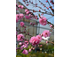 Prunus persica Taoflora ® Pink