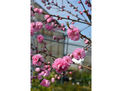 Prunus persica