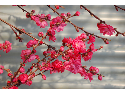 Prunus persica