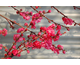 Prunus persica Taoflora ® Red
