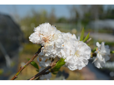 Prunus persica