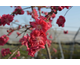 Prunus persica