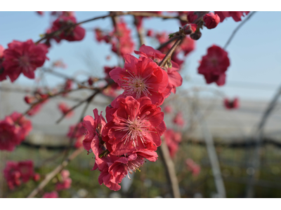 Prunus persica