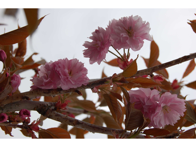 Prunus serrulata