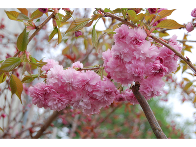 Prunus serrulata