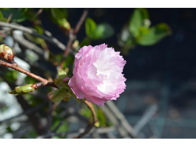 Prunus serrulata