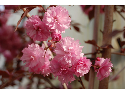 Prunus serrulata