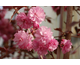 Prunus serrulata Royal Burgundy