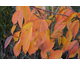 Prunus serrulata Shirotae