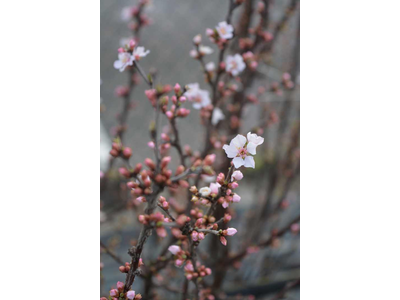 Prunus tomentosa