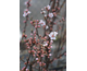 Prunus tomentosa