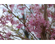 Prunus x subhirtella Fukubana