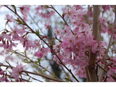 Prunus x subhirtella