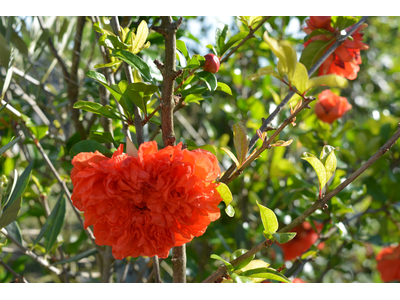 Punica granatum var. pleniflora