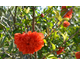 Punica granatum var. pleniflora None
