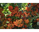 Pyracantha