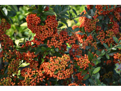 Pyracantha