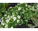 Pyracantha Navaho