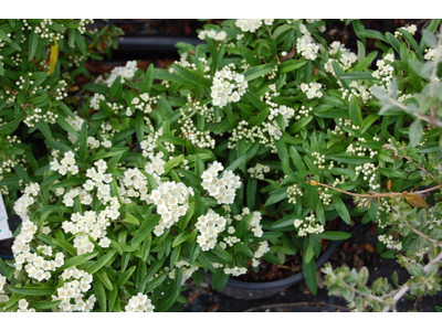 Pyracantha