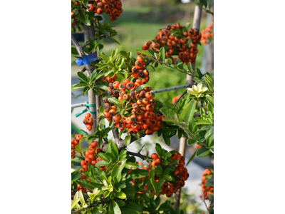 Pyracantha