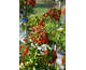 Pyracantha