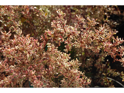 Pyracantha