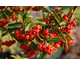Pyracantha coccinea None