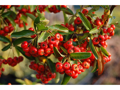 Pyracantha coccinea