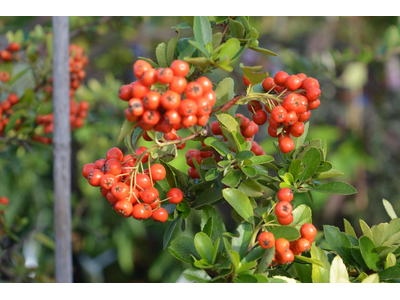 Pyracantha coccinea