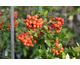 Pyracantha coccinea