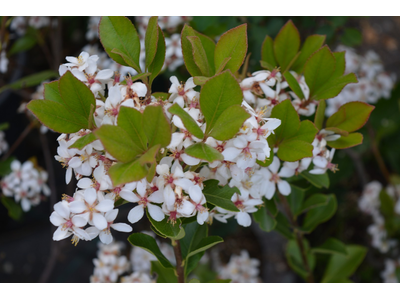 Raphiolepis umbellata