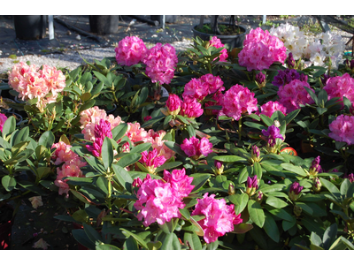 Rhododendron japonicum