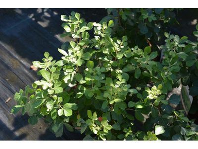 Rhus aromatica