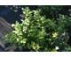 Rhus aromatica