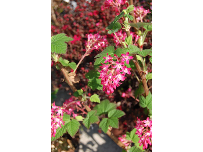 Ribes sanguineum