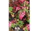 Ribes sanguineum King Edward VII
