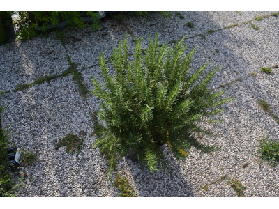 Rosmarinus officinalis