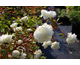 Rubus rosifolius Coronarius