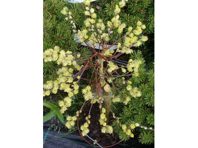 Salix caprea