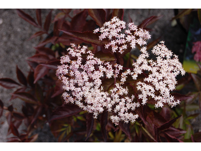 Sambucus nigra