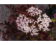 Sambucus nigra Black Beauty ®