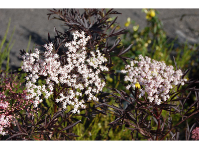 Sambucus nigra