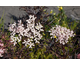 Sambucus nigra Black Lace ®