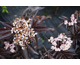 Sambucus nigra Black Tower ®