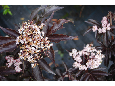 Sambucus nigra