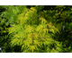 Sambucus racemosa